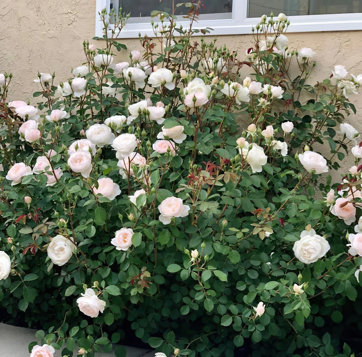 rosenstrauch weiße blüten rosen pflegen