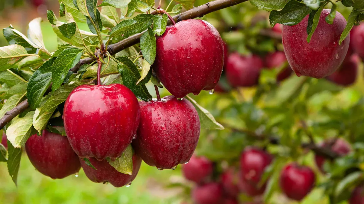 rote äpfel apfelbaum richtig pflegen hausmittel verwenden