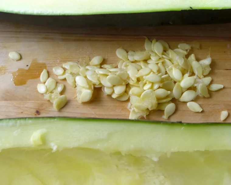 samen von zucchini