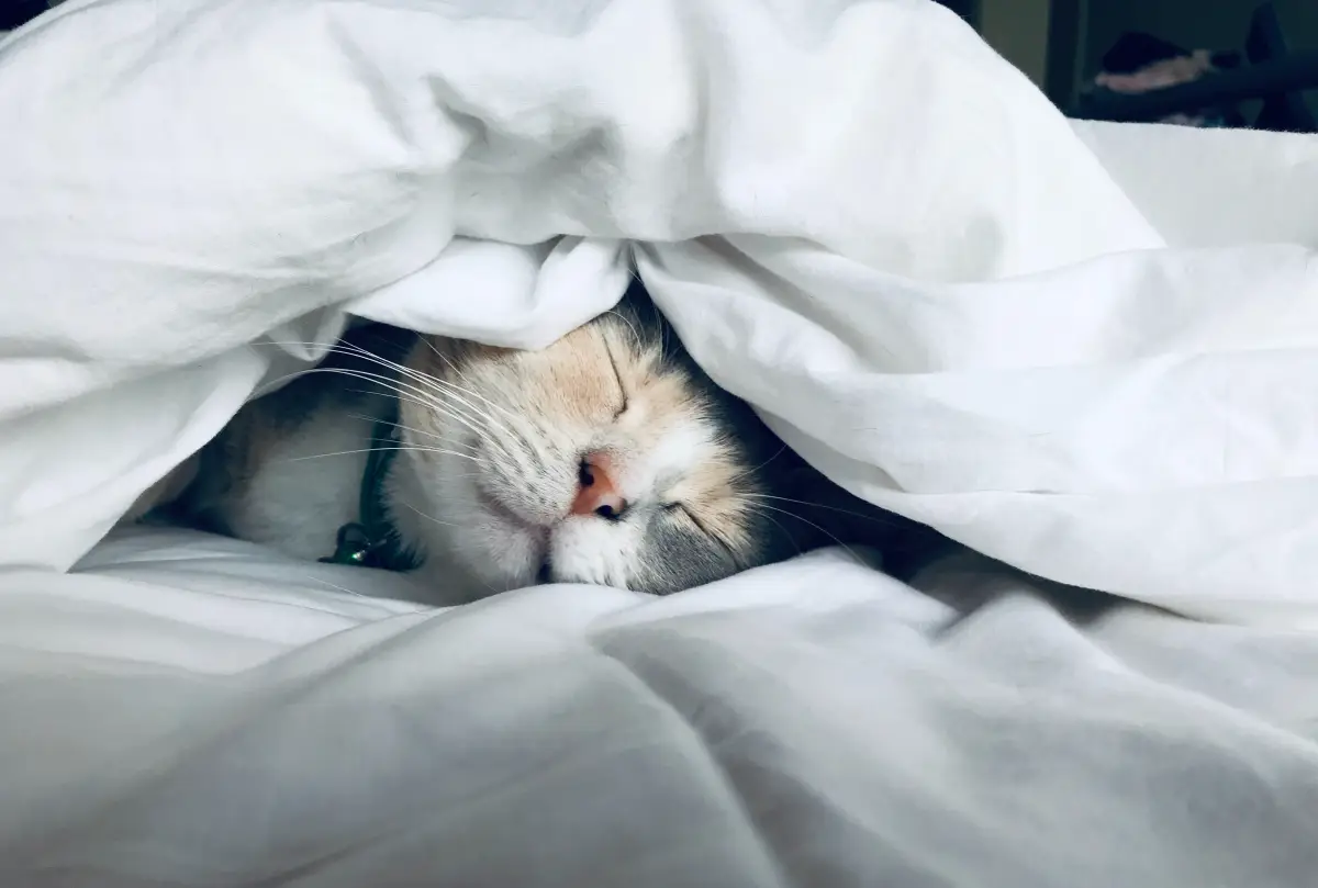schlafstоеrungen was hilft was bringt einen zum einschlafen katze im bett schlaeft unter decke