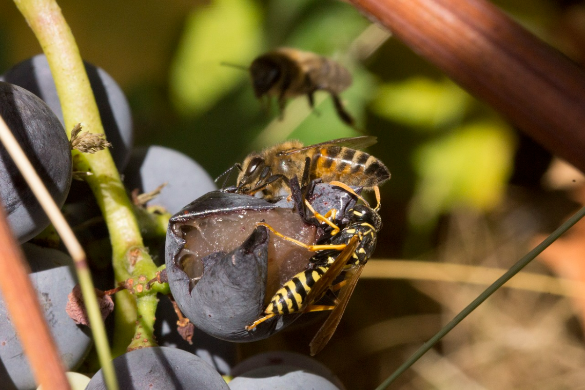 schutz weintrauben vor wespen insekt das traube frisst