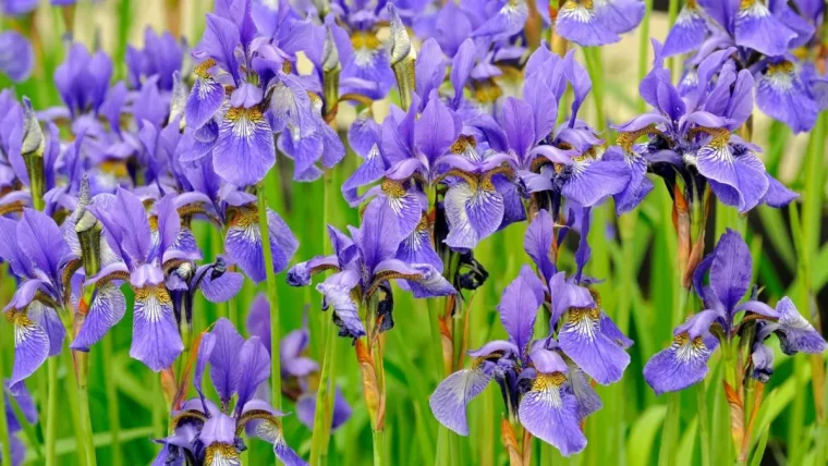 schwertlilien lilafarbene iris richtig pflegen winter vorbereiten