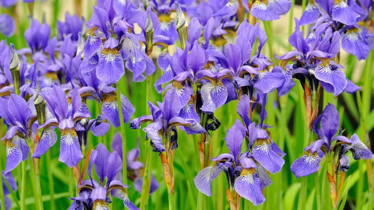 schwertlilien lilafarbene iris richtig pflegen winter vorbereiten