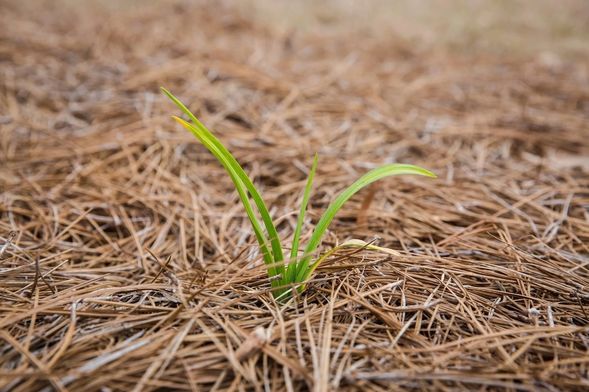 sind kiefernnadeln guter mulch fuer den garten