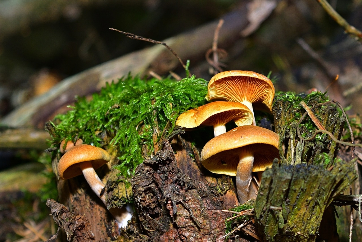 sind pilze am baumstam essbar baumpilze