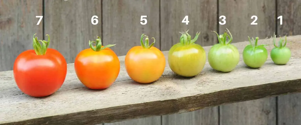 so wird es gemacht tomaten nachreifen lassen