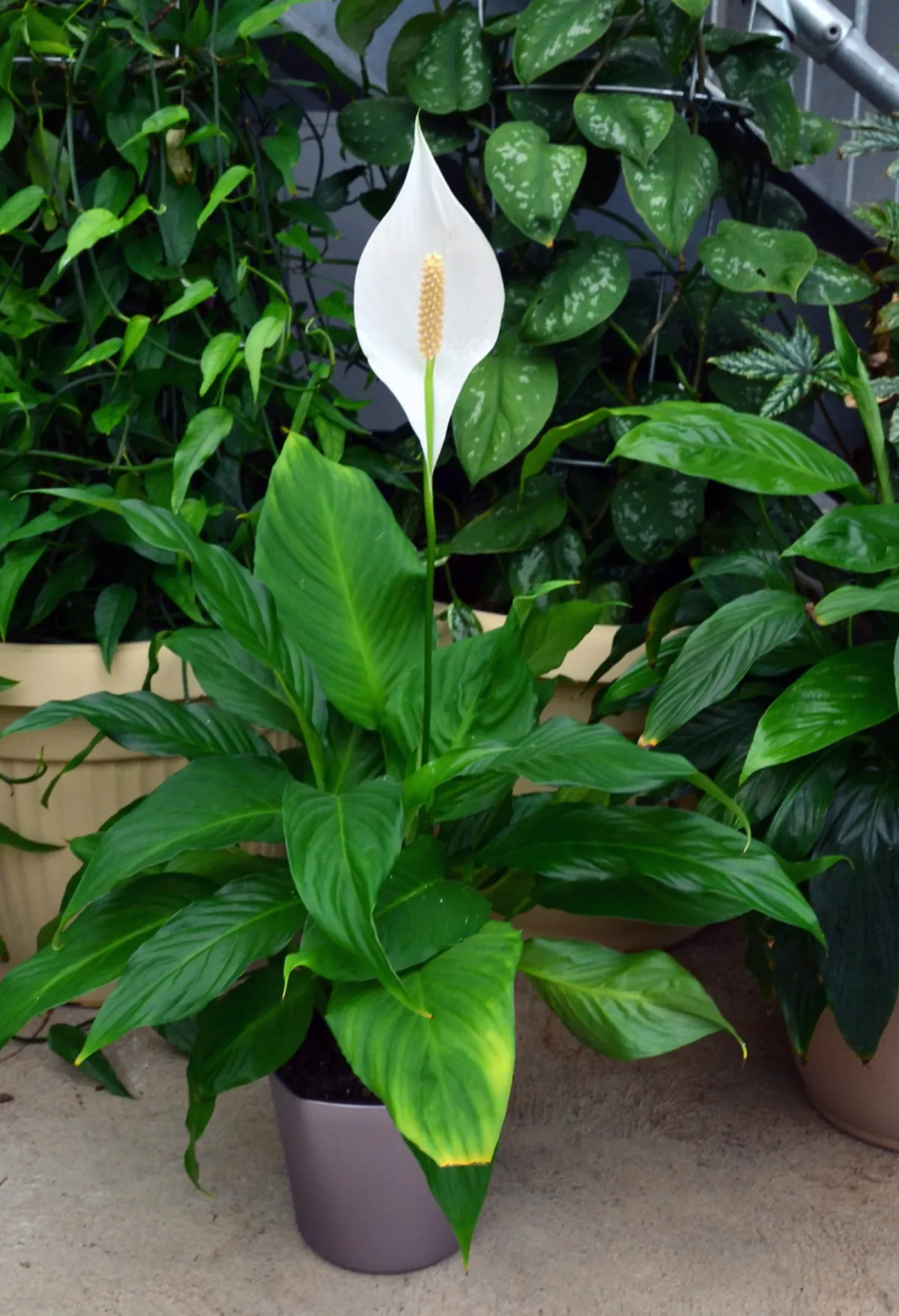 spathiphyllum dekorative pflegeleichte zimmerpflanze große weiße blüten