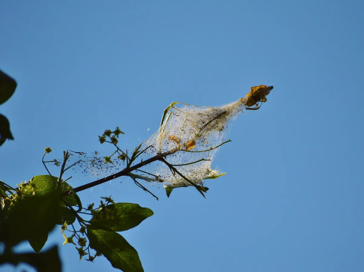 spinnweben am apfelbaum schädlinge bekämpfen mit hausmitteln