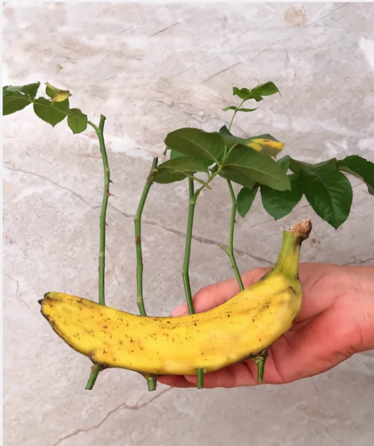 stecklinge in banane
