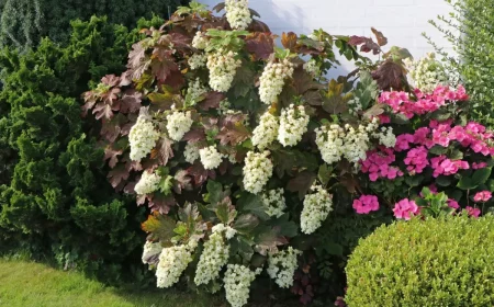 sträucher für volle sonne eichenblatt hortensie weiße große blüten