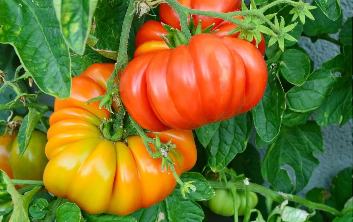 tipps und tricks fuer brandywine tomate