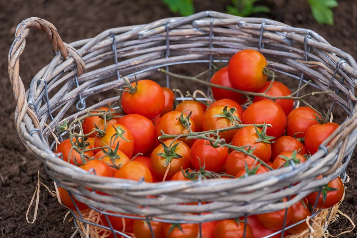 tomaten mit hausmitteln duengen