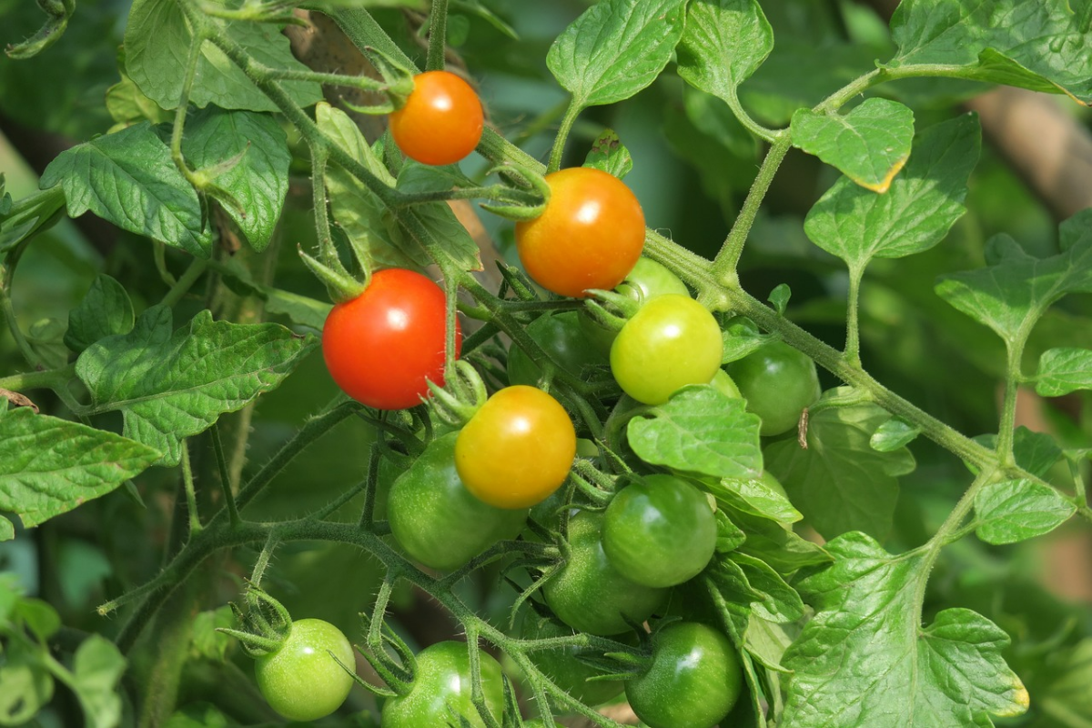 tomaten pflanzen und pflegen tomatenpflanzen die fruechte tragen