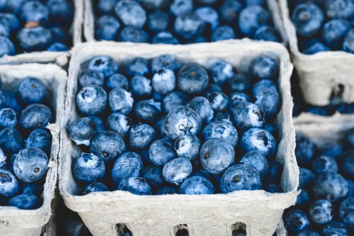 tricks um heidelbeeren vor voegeln schuetzen