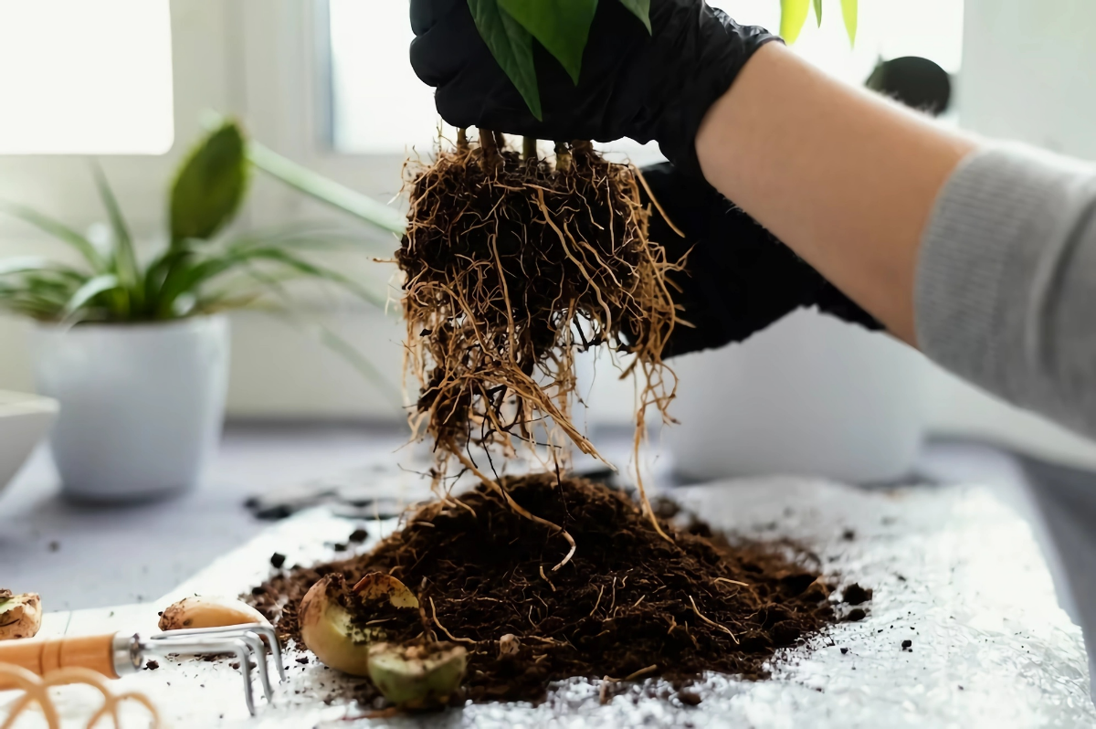 uebergossene pflanze retten zimmerpflanze umtopfen wurzelfaeule
