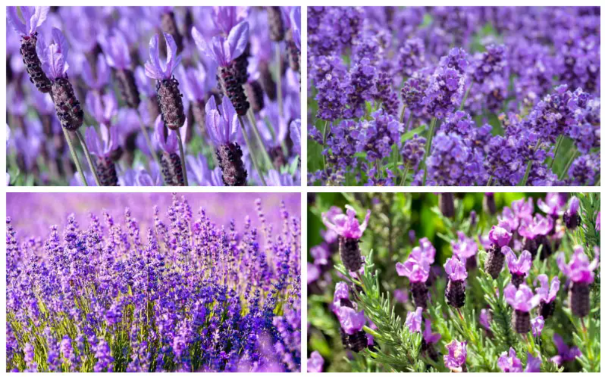 vier fotos mit verschiedenen lavendelsorten
