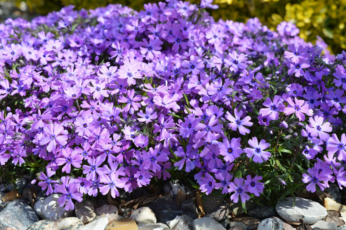 wald phlox bodendecker fuer den heimischen garten