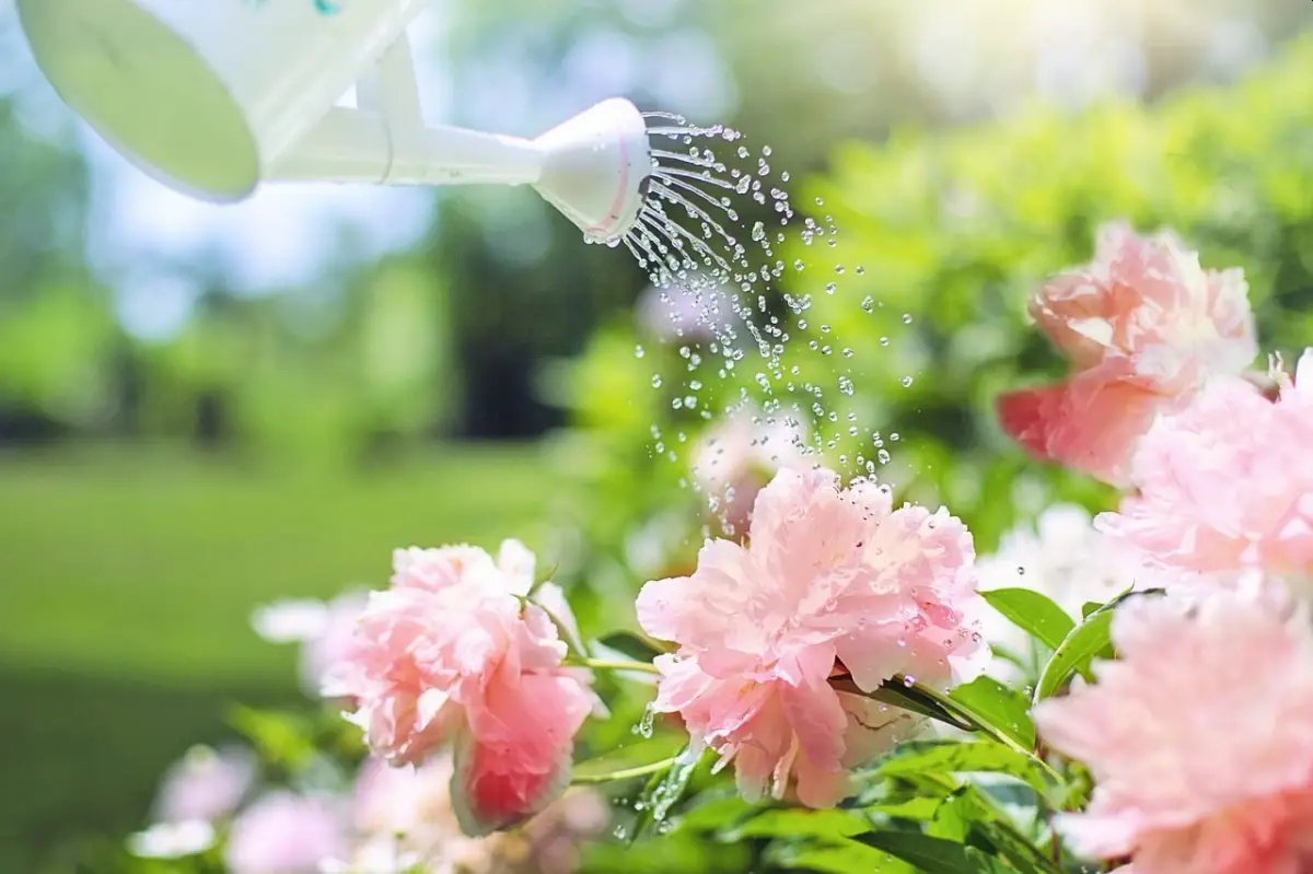 wann schneidet man pfingstrosen nach der bluete pfingstrosen nach der bluete schneiden rosa pfingstrosen giessen