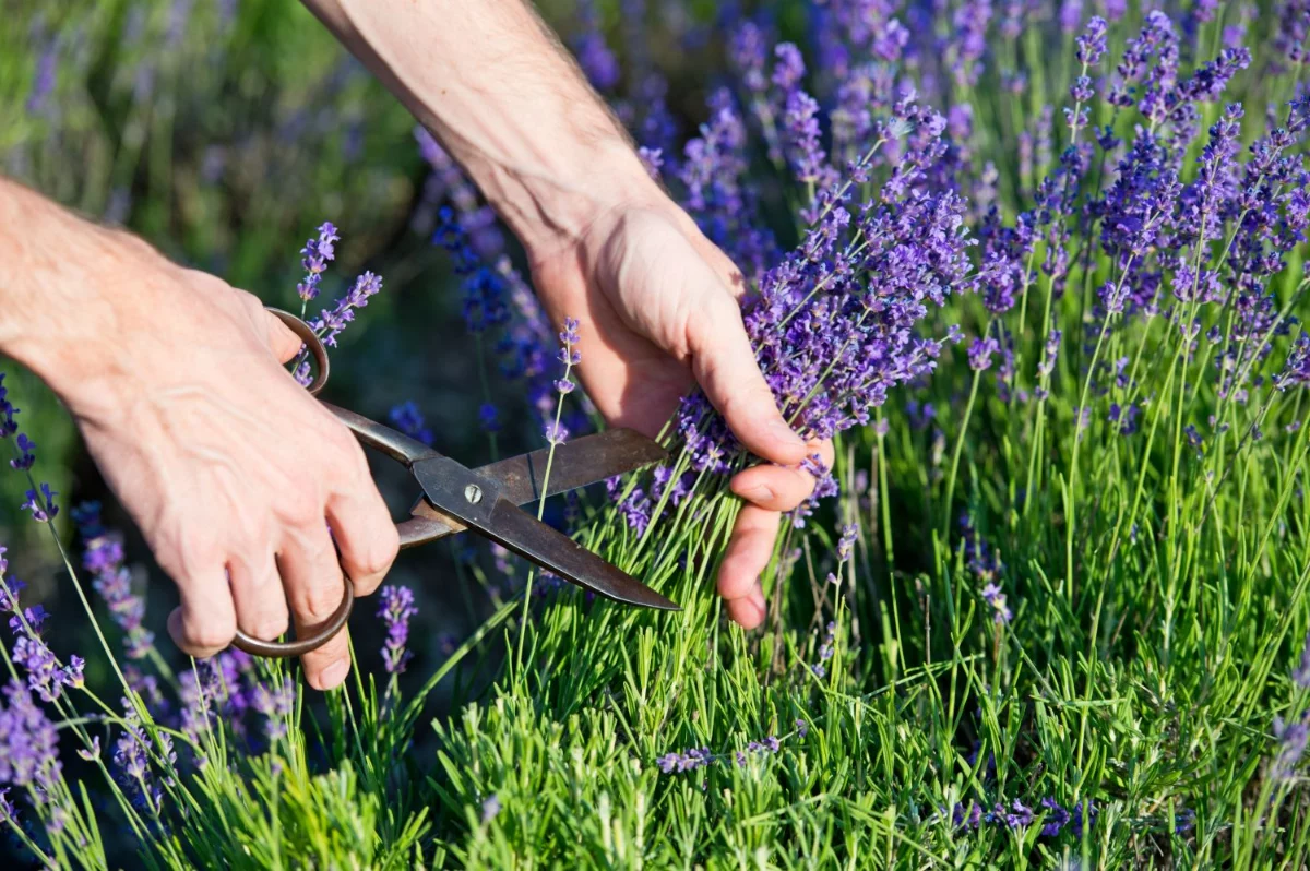 wann und wie lavendel schneiden pflanze mit lila blueten