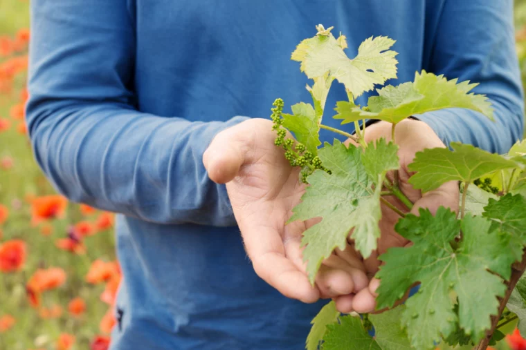 wann weinreben pflanzen kleine weinpflanze