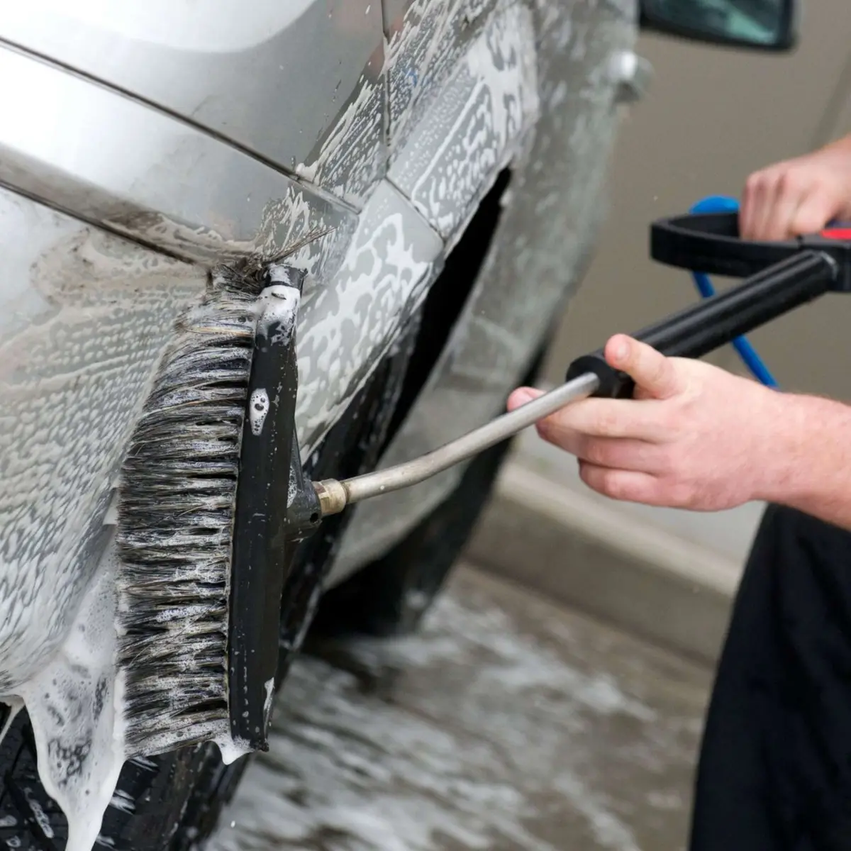 warum scheiden blattlaeuse honigtau aus auto aufto mit spuelmittel und buerste putzen