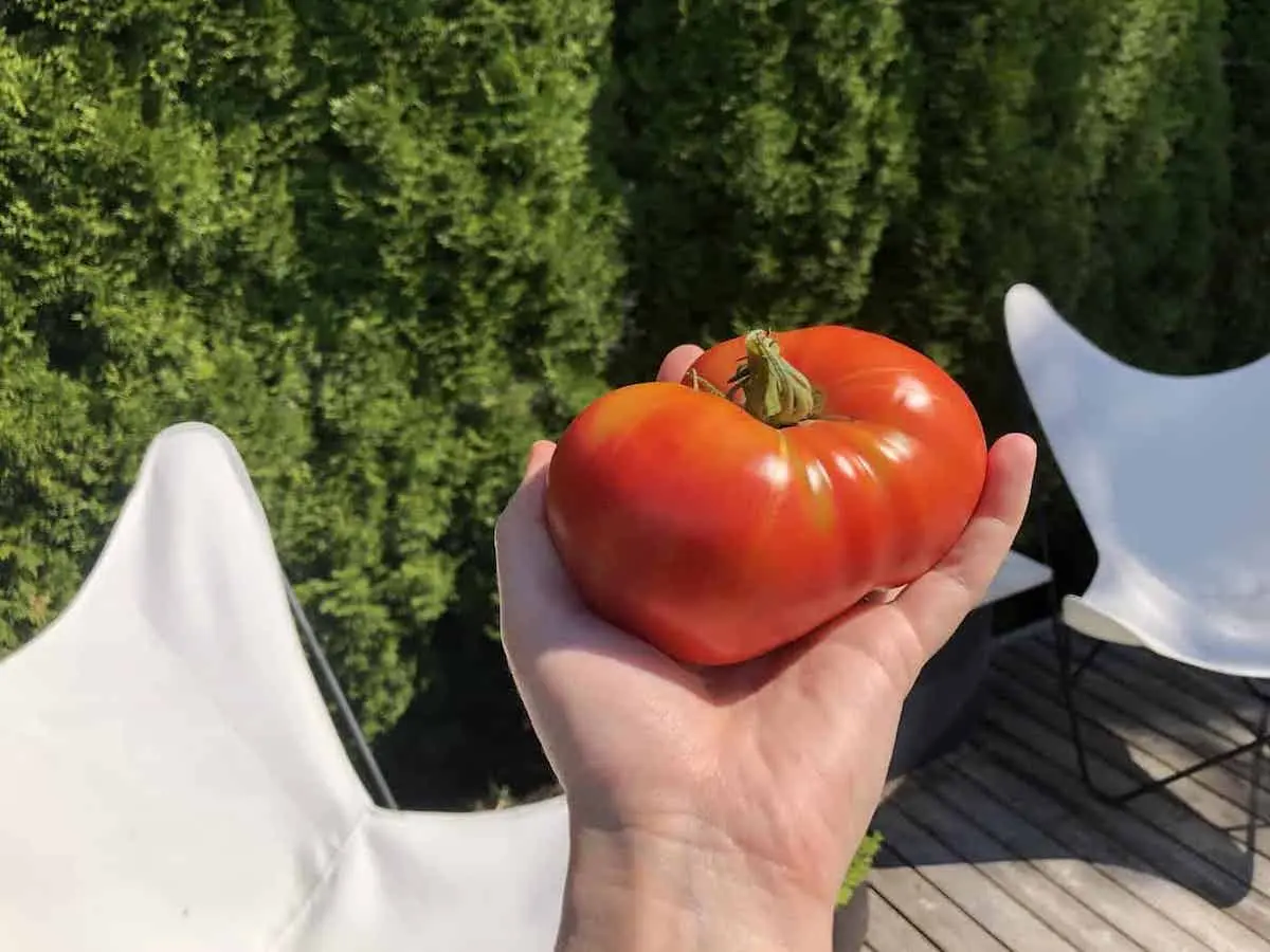 was gibt es fuer tomatensorten