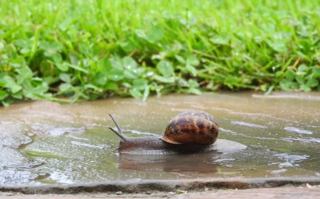 was hilft gegen nacktschnecken im garten