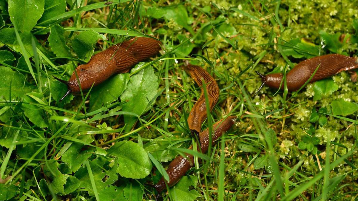 was hilft gegen nacktschnecken im garten