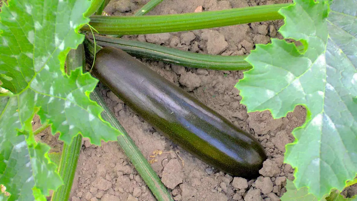 was tun bei bluetenfaeulte bei zucchini dunkelgruene zucchini trockener boden