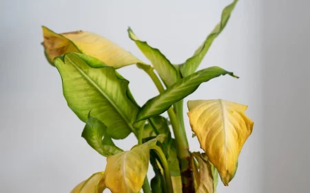 was tun gegen gelbe und braune blaetter an pflanzen