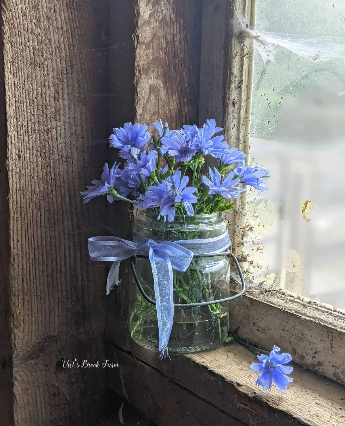 wegwarte strauß feldblumen in einmachglas blaues band
