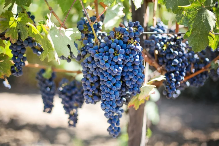 wein im garten pflanzen rote weintrauben reiche ernte
