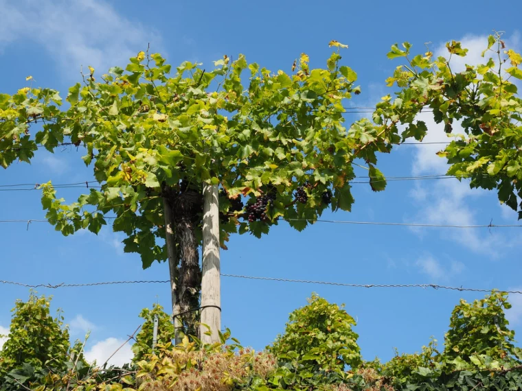 wein im garten pflanzen und pflegen standort