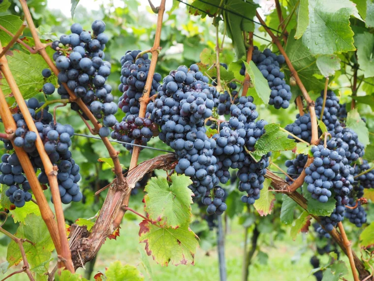 wein pflanzen im garten tipps riesengrosse weintrauben
