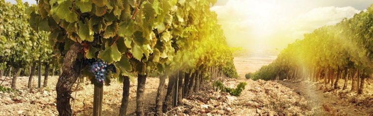 weinbergsbegruenung erfahren sie hier mehr