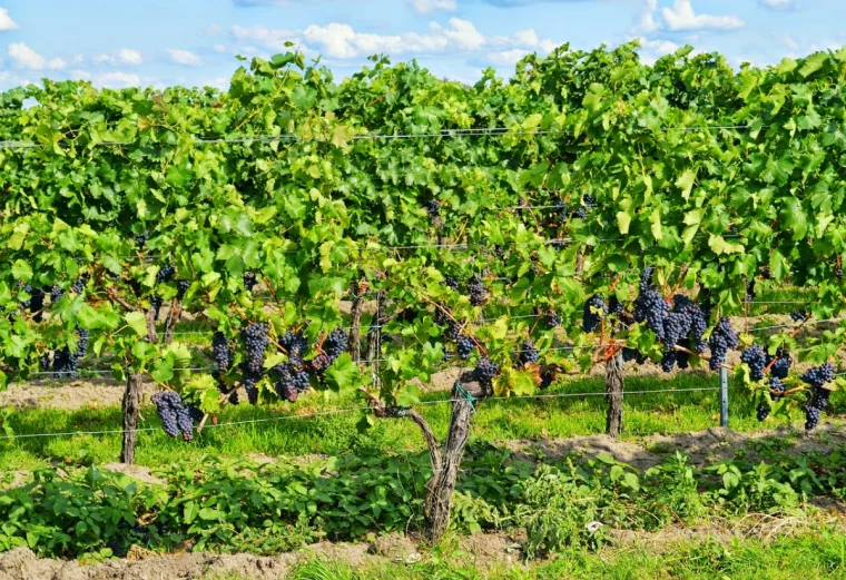 weinrebe pflanzen abstand voneinander