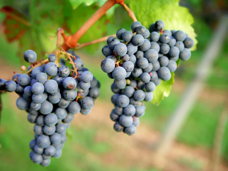 weinreben pflanzen roter wein grosse trauben
