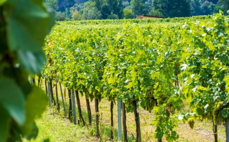 weinreben pflanzen standort richtigen plantz fuer reben