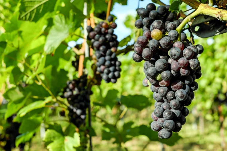 weinreben richtig pflanzen roter wein trauben