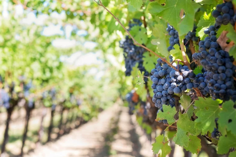 weinstoecke pflanzen im garten wein pflanzentipps