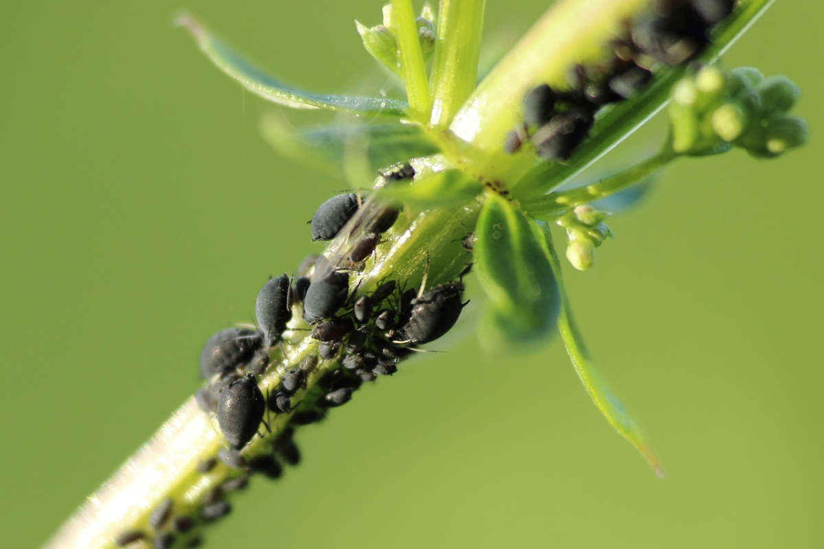 welche nuetzlinge gegen laeuse schwarze insekten pflanze