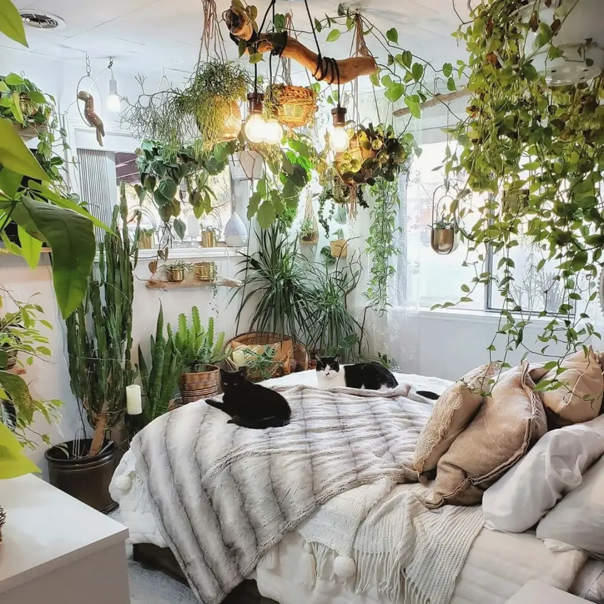 welche pflanzen fuer gute luft im schlafzimmer schlafzimmer mit vielen pflanzen zwei katzen auf dem bett