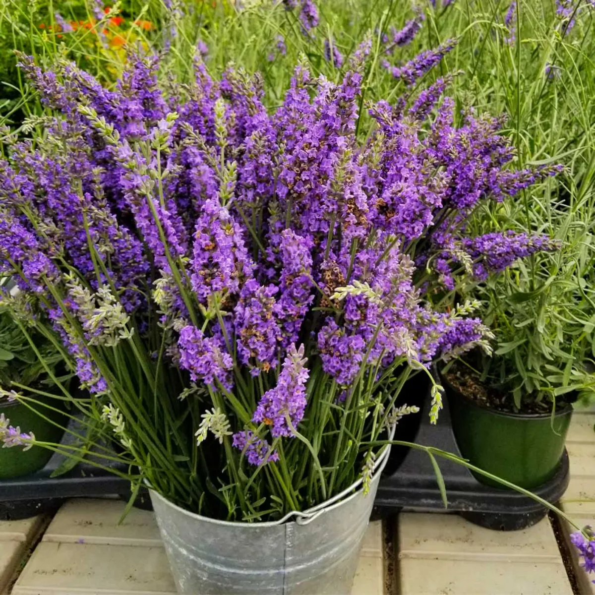 welche pflanzen wehren mücken ab lavendel starker duft
