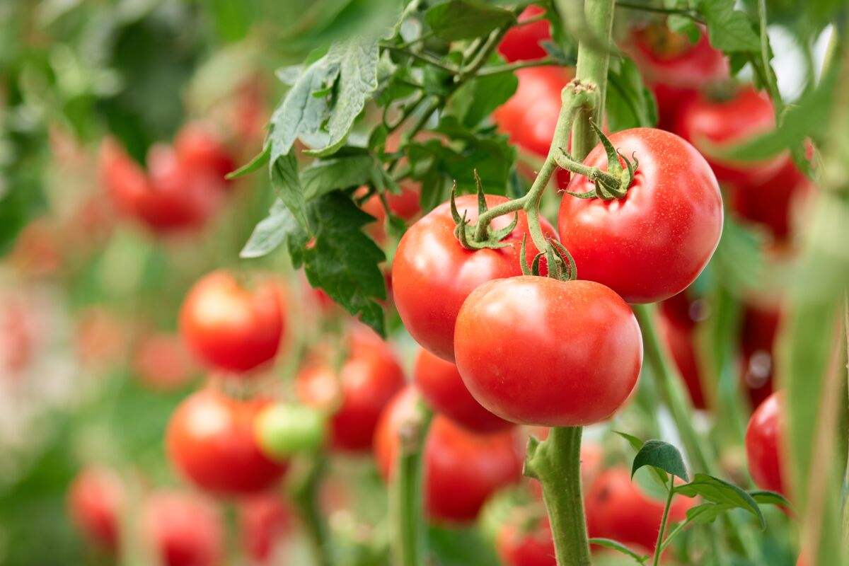 welches gemuese im juni pflanzen und tomaten im juni