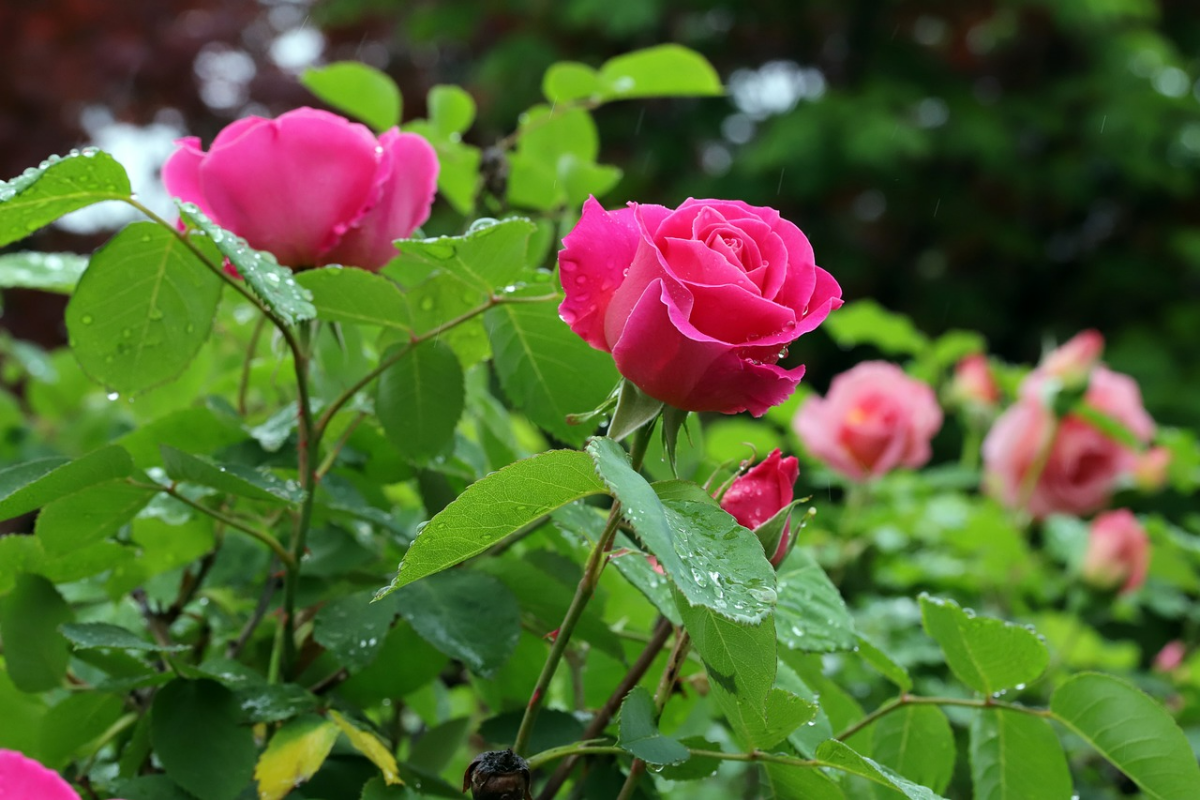 rosen vor krankheiten schuetzen rosenpflage tipps