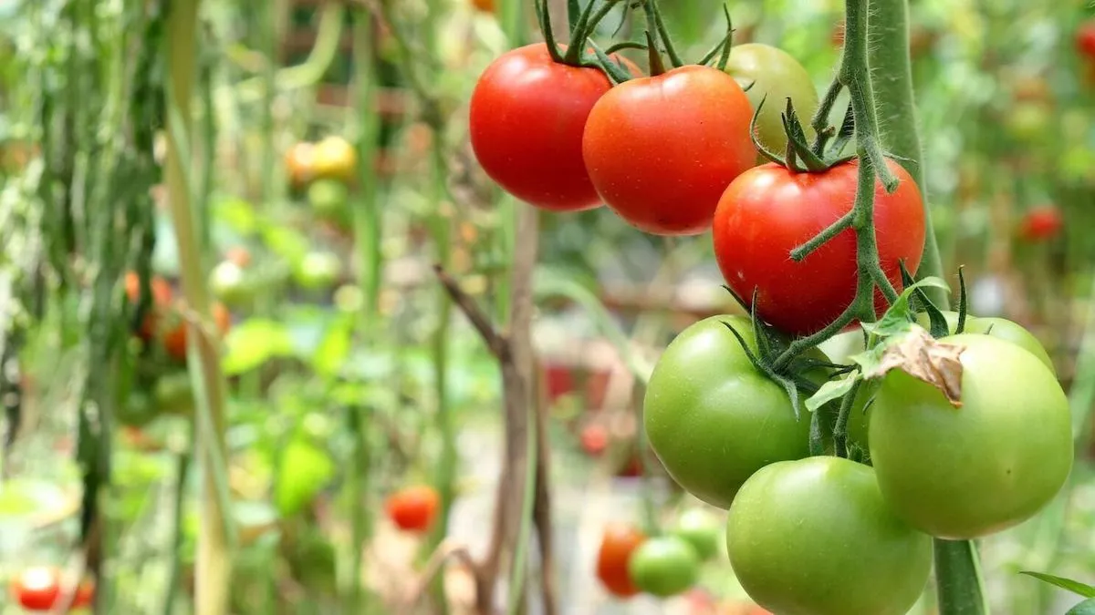 wie lange dauert es bis die tomaten rot werden