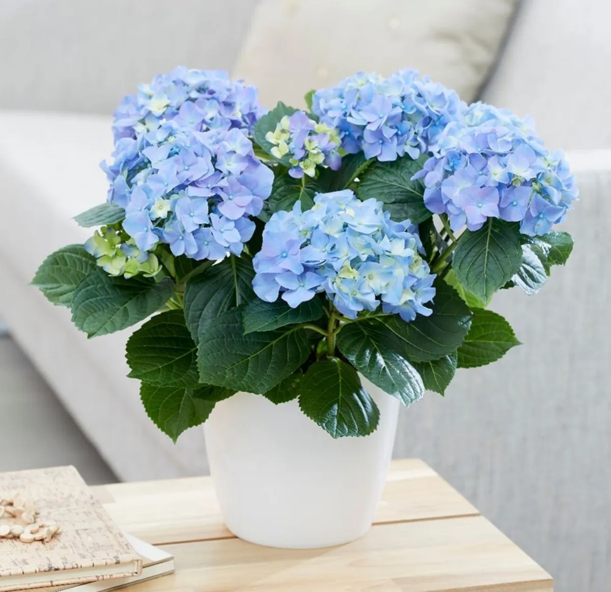 wie pflegt man eine hortensie im topf als zimmerpflanze blaue blüten