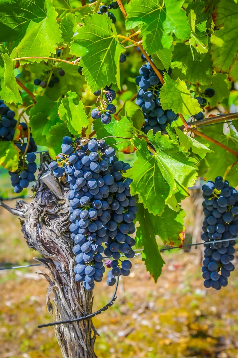 wo weinreben pflanzen richtiger standort fuer wein