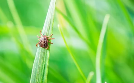 zecken fernhalten die wirklich helfen hausmittel