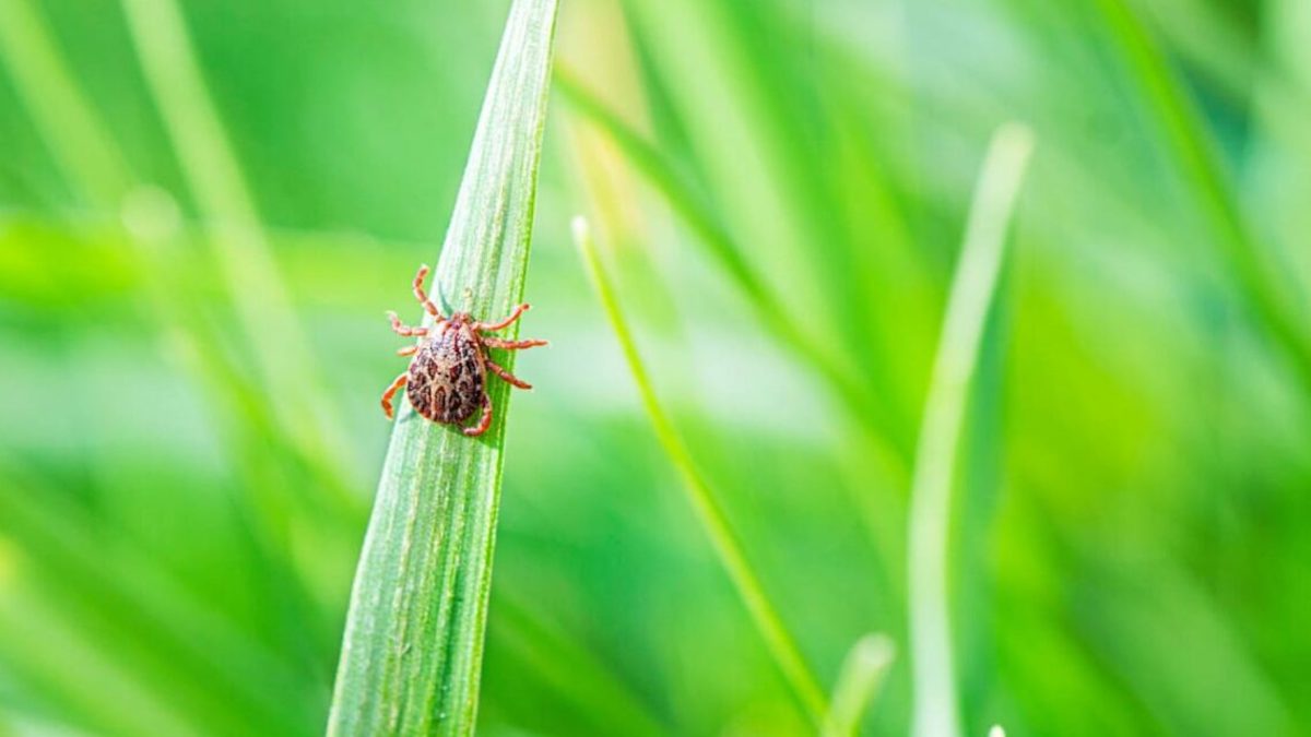 zecken fernhalten die wirklich helfen hausmittel